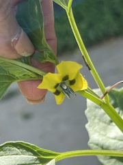 Physalis philadelphica