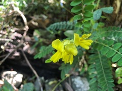 Sophora fraseri