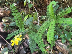 Sophora fraseri