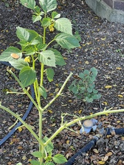 Physalis philadelphica