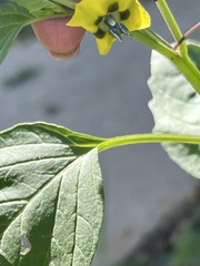Physalis philadelphica