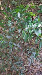 Diospyros australis