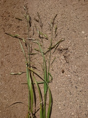 Bromus catharticus catharticus