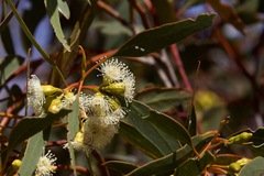 Eucalyptus incrassata