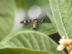 Syntomeida melanthus