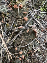 Peltigera malacea