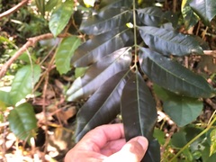 Dysoxylum fraserianum