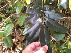 Dysoxylum fraserianum