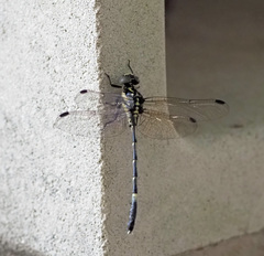 Austroepigomphus praeruptus