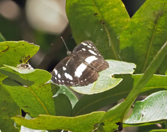 Phaedyma shepherdi