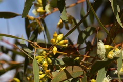 Eucalyptus incrassata