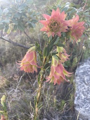 Liparia splendens splendens