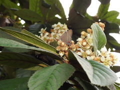 Parrhasius moctezuma