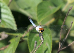 Brachydiplax denticauda