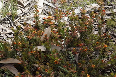 Pultenaea humilis