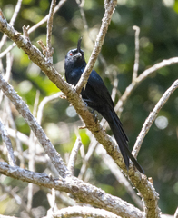 Dicrurus forficatus