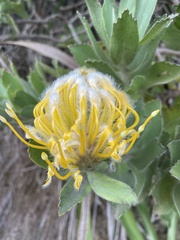 Leucospermum