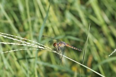 Brachydiplax denticauda