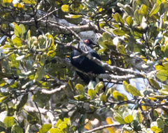 Alectroenas madagascariensis