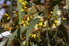 Eucalyptus incrassata