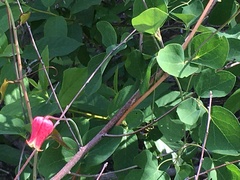 Clematis texensis