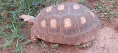 Chelonoidis denticulatus