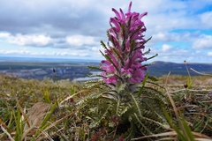 Pedicularis alopecuroides