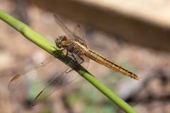 Crocothemis nigrifrons