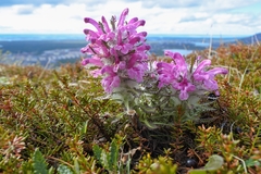 Pedicularis alopecuroides