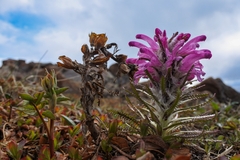 Pedicularis alopecuroides