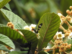 Syntomeida melanthus