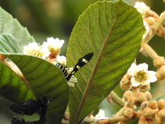 Syntomeida melanthus