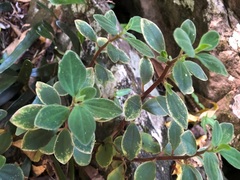 Peperomia leptostachya