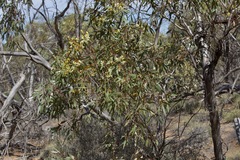 Eucalyptus incrassata