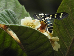 Syntomeida melanthus
