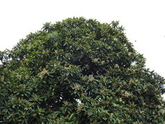 Eriobotrya japonica