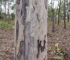 Corymbia henryi