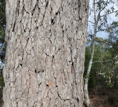 Corymbia intermedia
