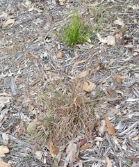 Cymbopogon refractus