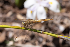 Crocothemis nigrifrons
