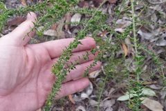 Daviesia squarrosa