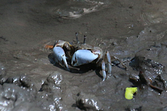 Macrophthalmus pacificus