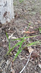 Dianella longifolia