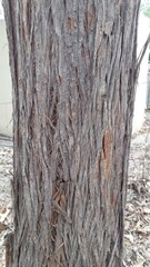 Eucalyptus resinifera