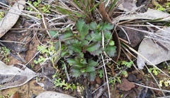 Goodenia rotundifolia