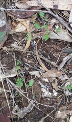Lantana montevidensis