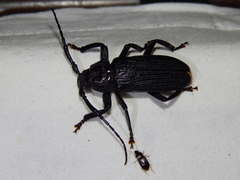 Aulacopus reticulatus