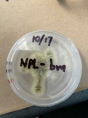 Aspergillus