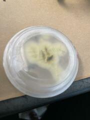 Aspergillus