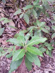 Lophostemon confertus